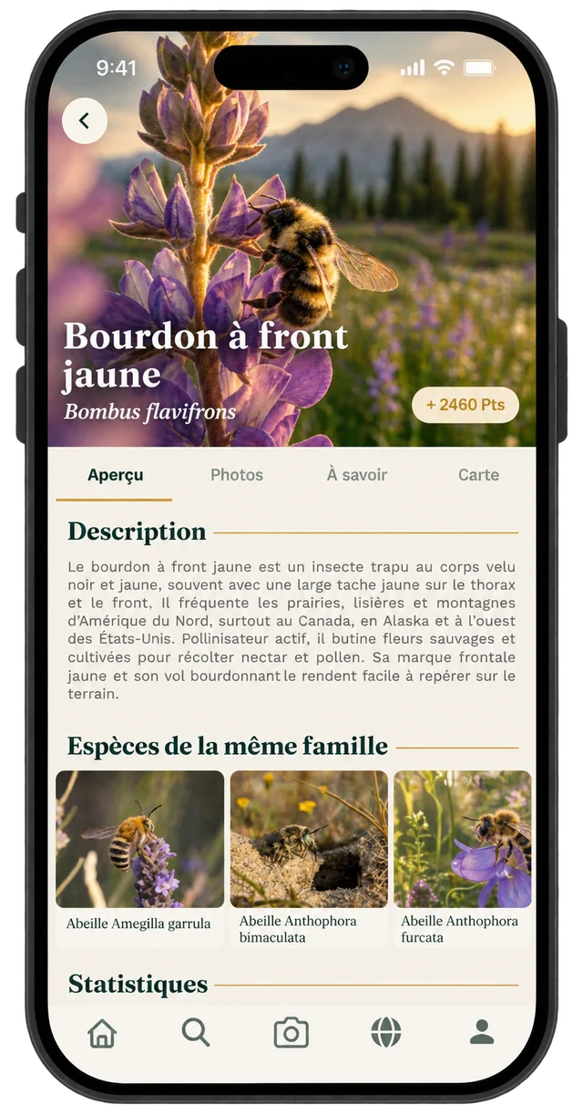 Profile of the yellow-fronted bumblebee, with its description and related species